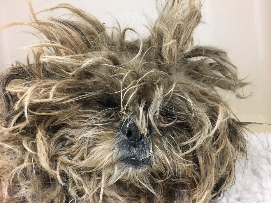 Severely Neglected Shih Tzu In Such A State Her Matted Fur Resembled A