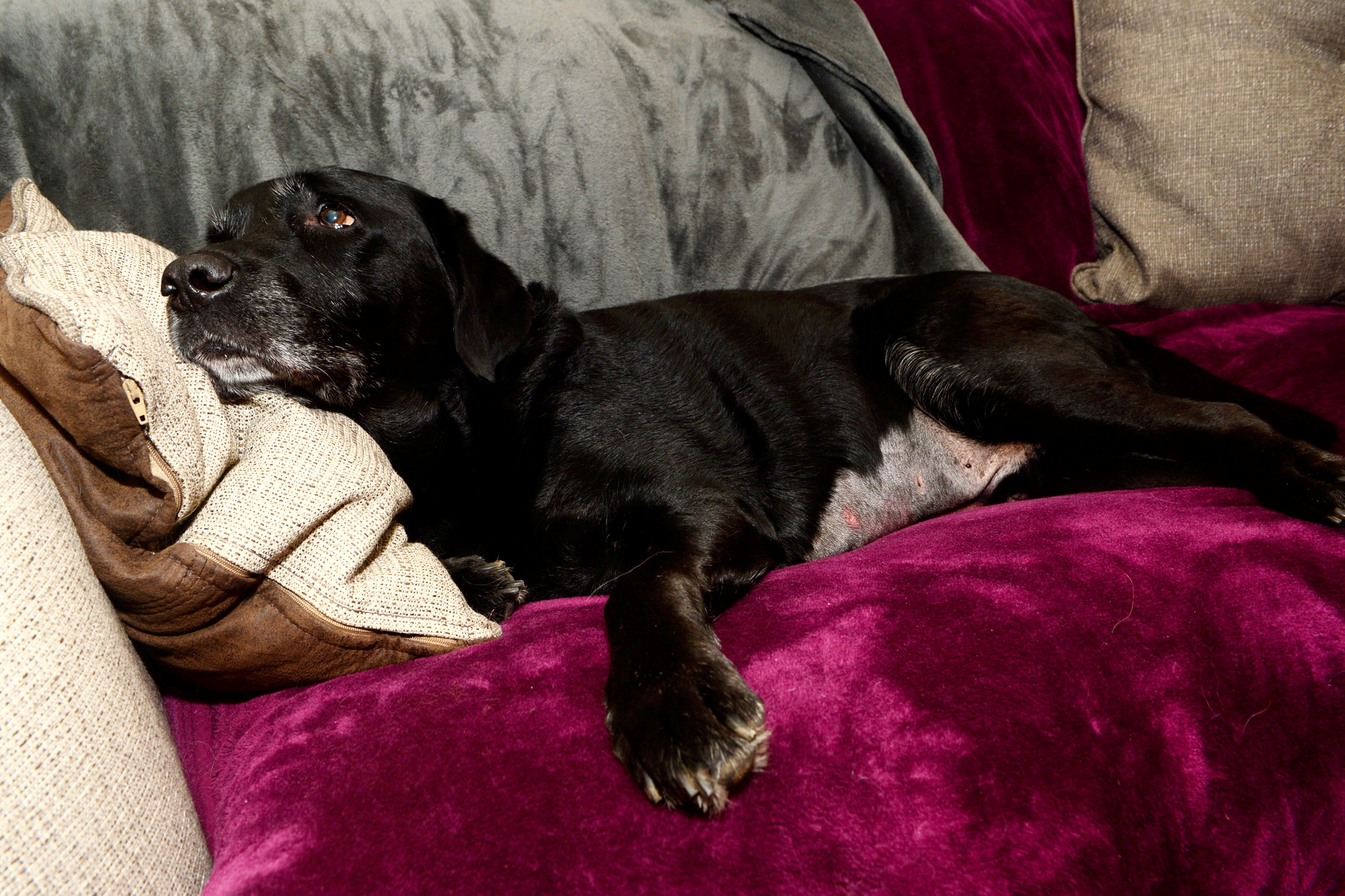 SWNS_FISHHOOK_DOG_04 SWNS