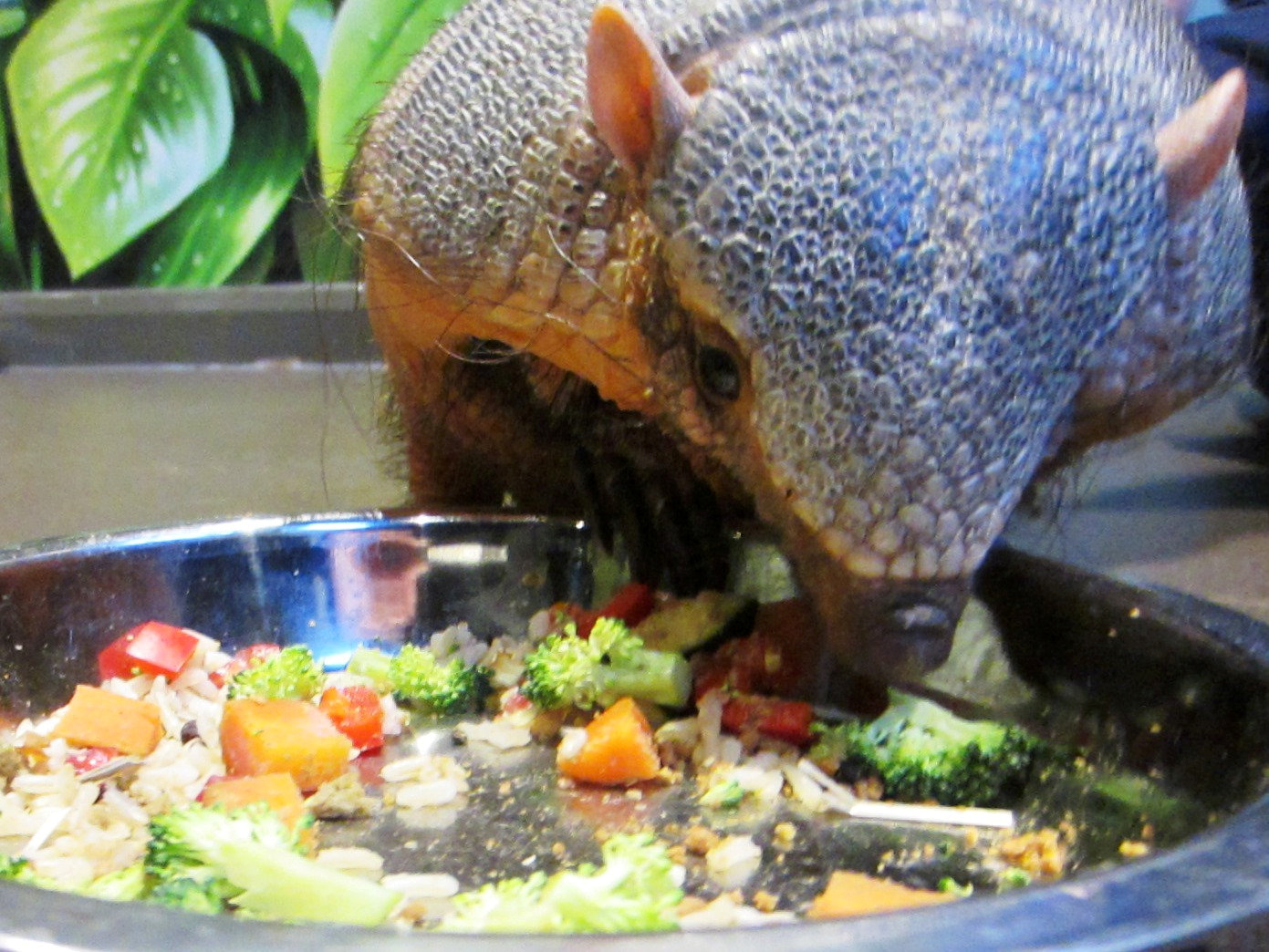 Roly poly armadillo being put on a DIET after himself over