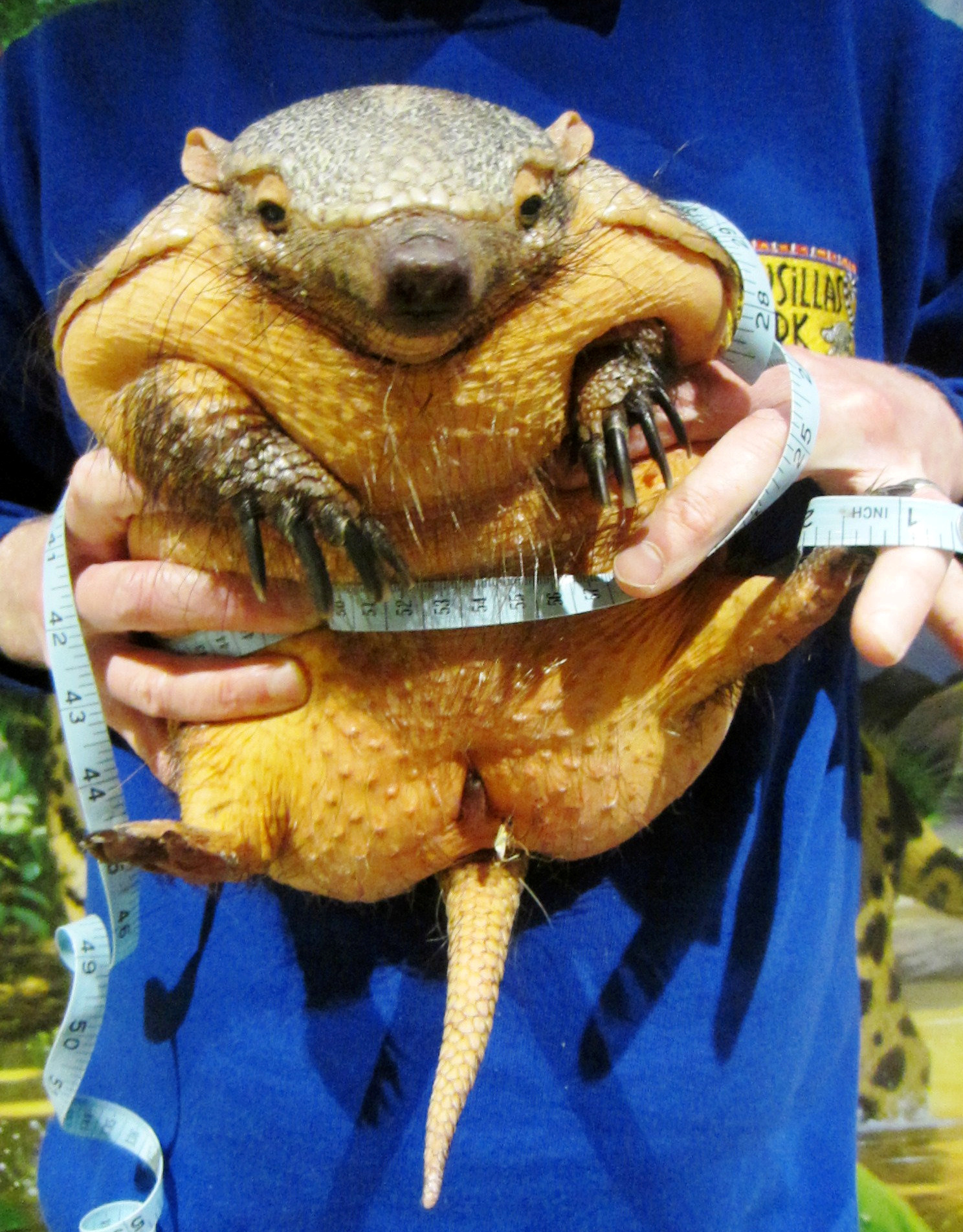 Roly poly armadillo being put on a DIET after himself over