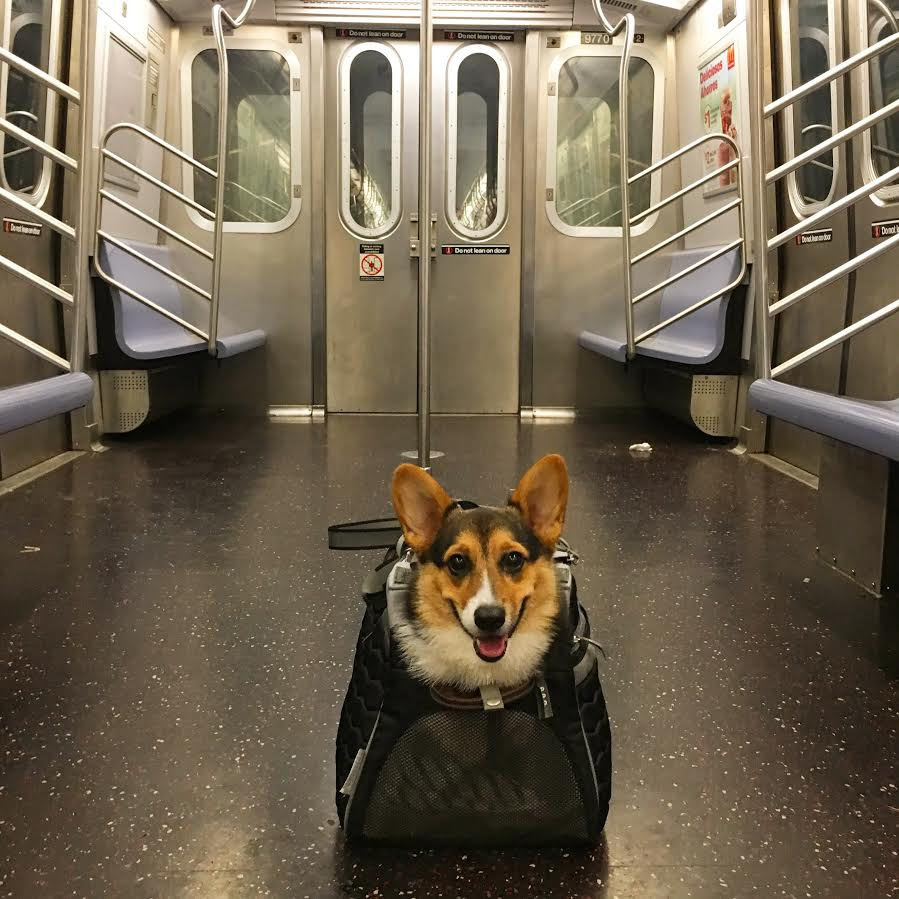 These New Yorkers Have The Best Response To The Subway Dog Ban! SWNS