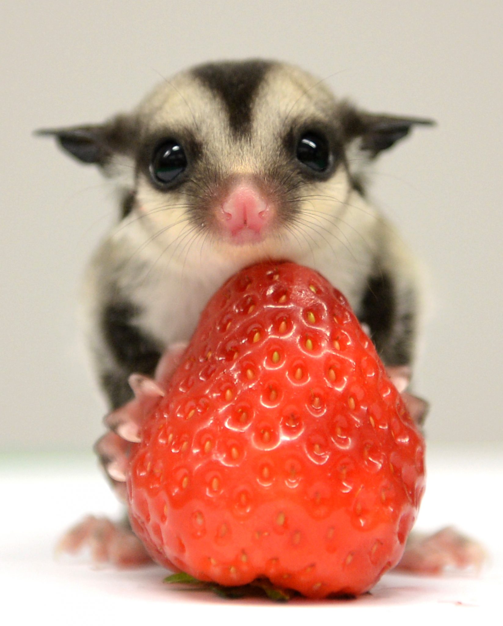 Tiny Sugar Glider Cubs Smaller Than The Palm Of A Hand Have A