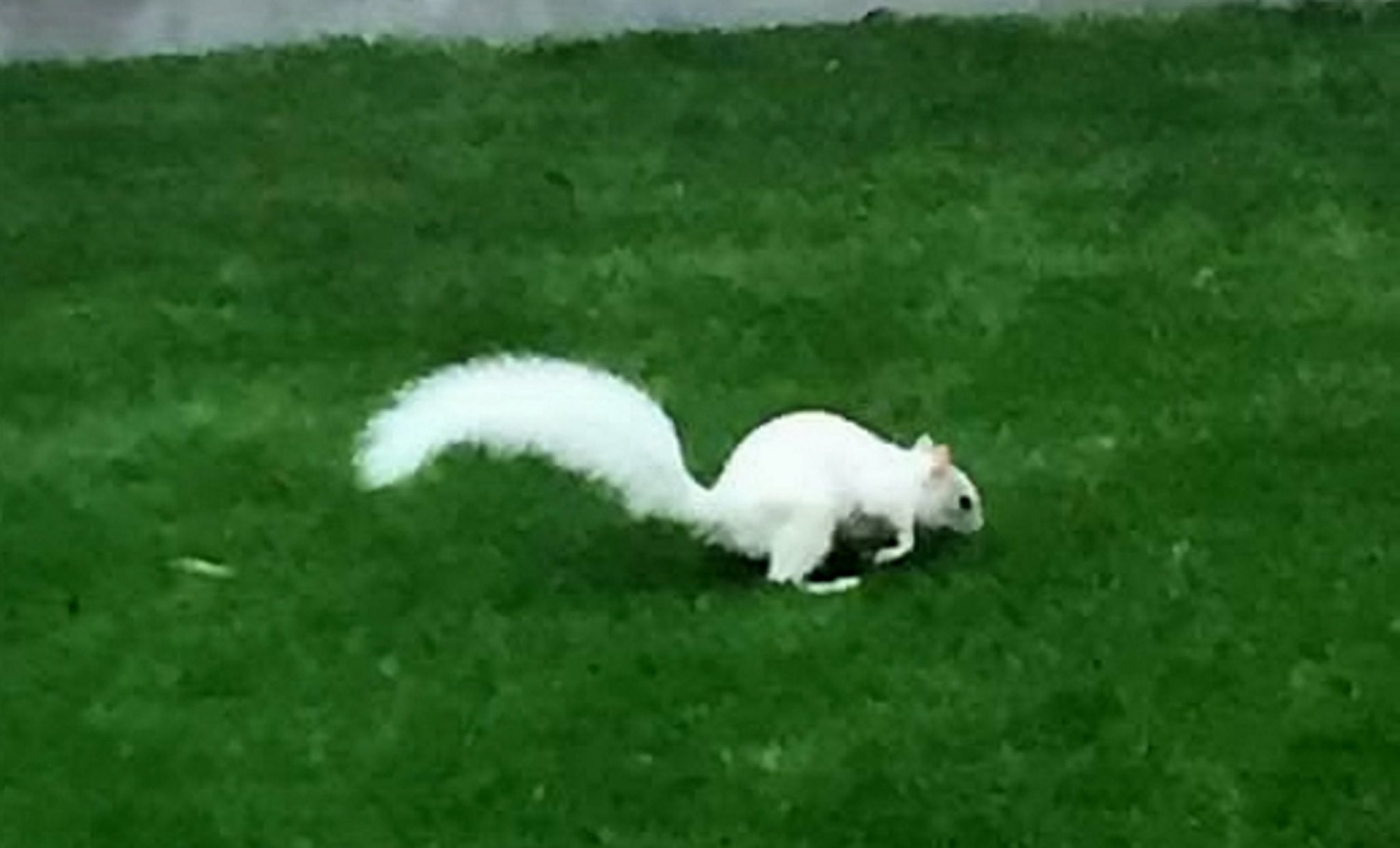 Shock As Woman Spots Rare White Squirrel Scurrying Across Back Garden