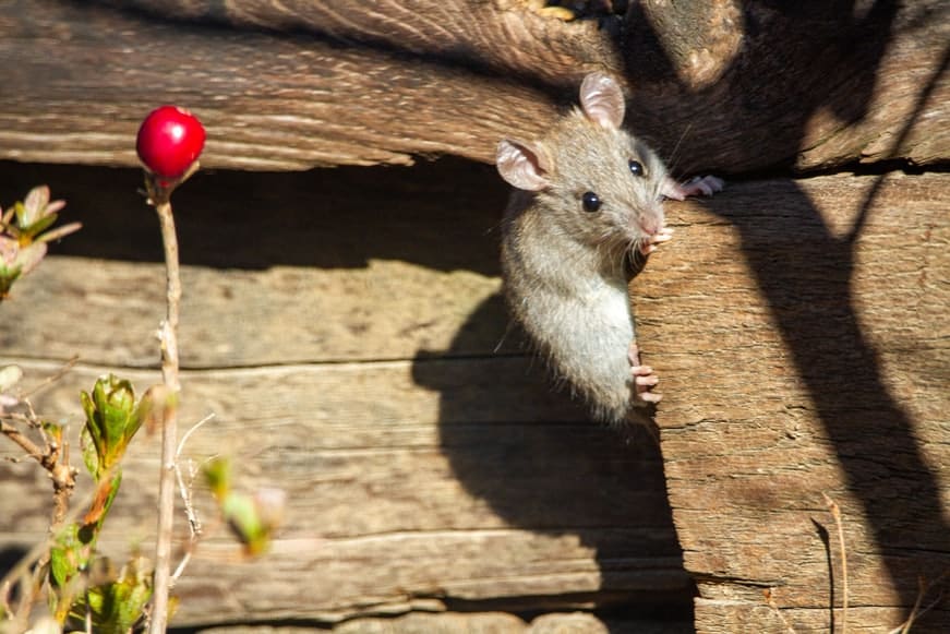How to Humanely Kill a Mouse Stuck in a Trap