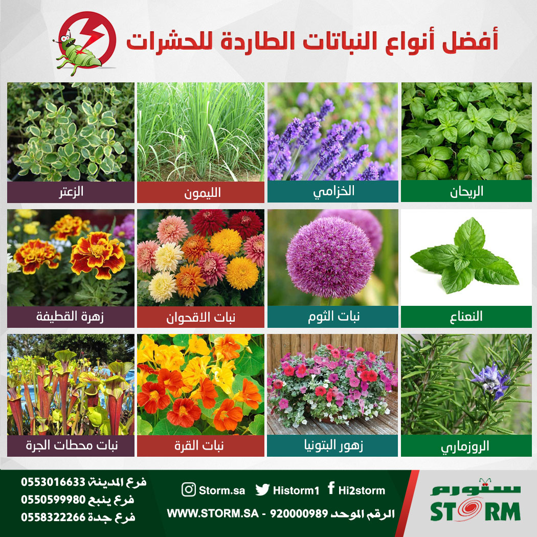 أفضل أنواع النباتات الطاردة للحشرات ستورم Storm