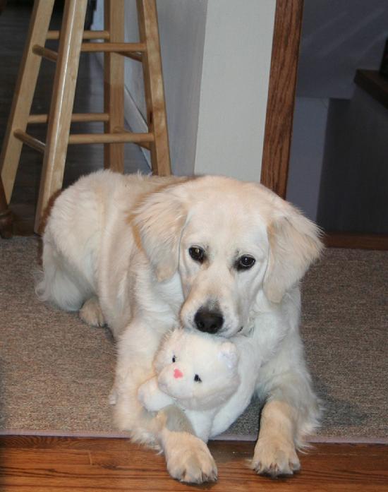 Golden Retriever Puppies in Wisconsin