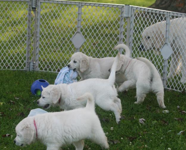 Golden Retriever Puppies in Wisconsin