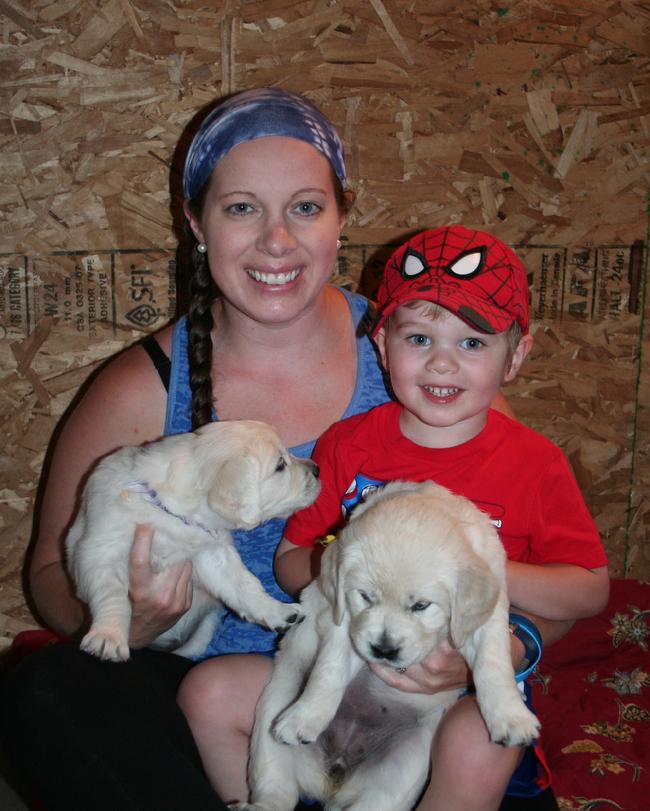 Golden Retriever Puppies in Wisconsin