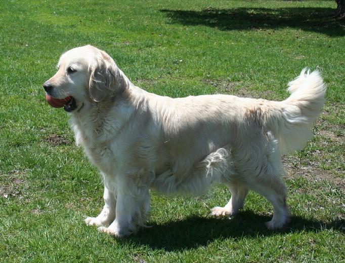 Golden Retriever Puppies in Wisconsin