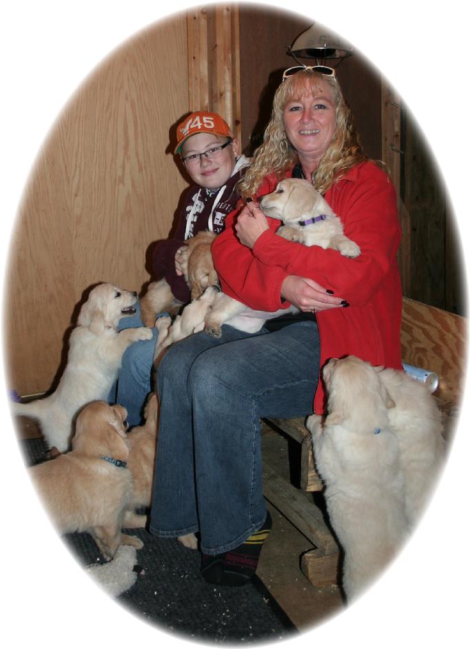 Golden Retriever Puppies in Wisconsin