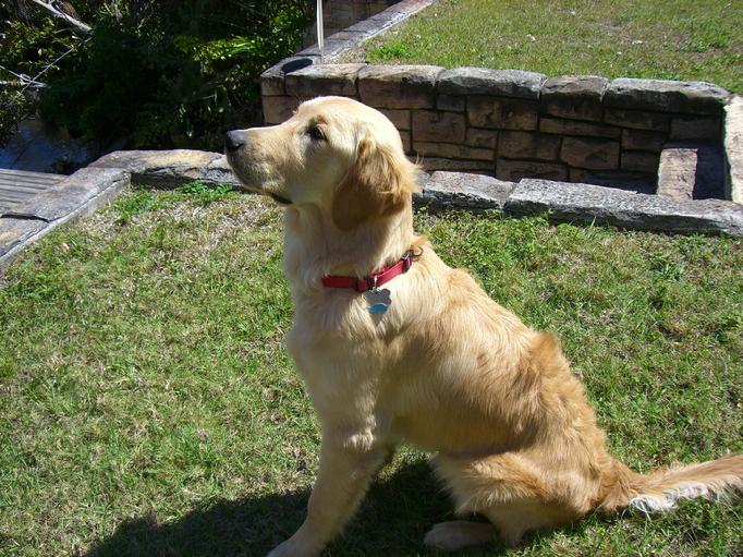 Golden Retriever Puppies in Wisconsin
