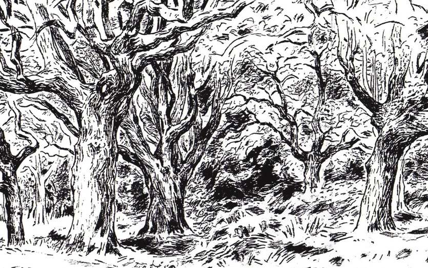 Tree drawing by Raymond Jennings Artist on Storybird