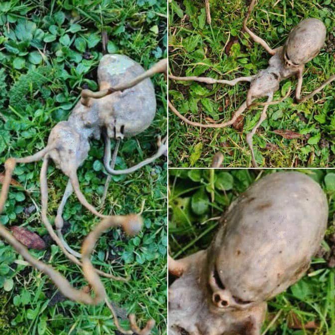 Neighbor finds ‘alien’ object in their backyard that has the