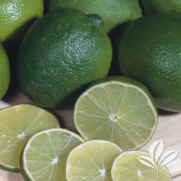 Mexican Lime Bush Stow Garden Center