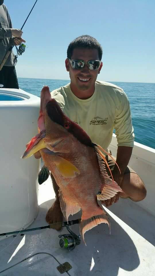 Hogfish Fishing in St. Petersburg FL How to Catch Hogfish St Pete