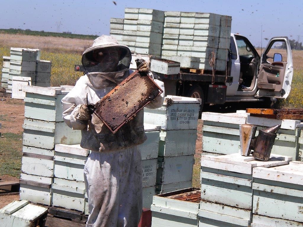 Carniolan Honey Bees Strachan Apiaries