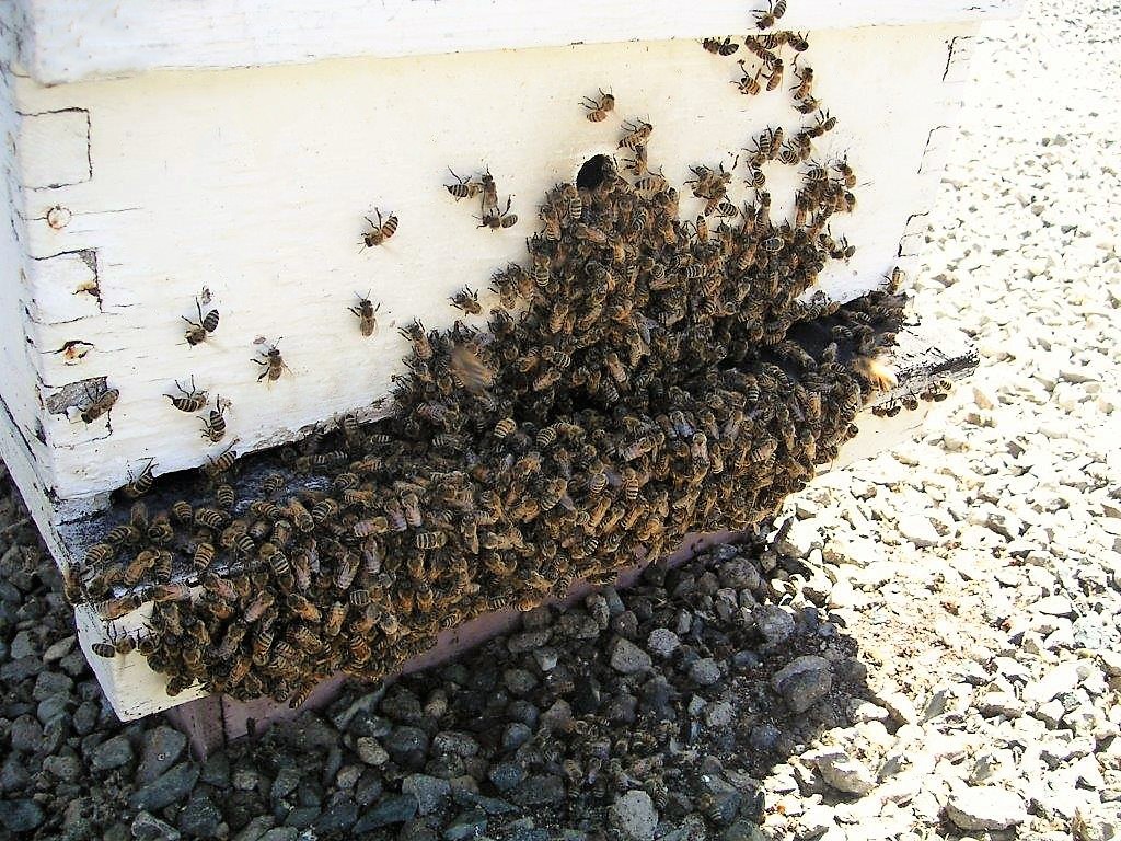 Carniolan Honey Bees Strachan Apiaries