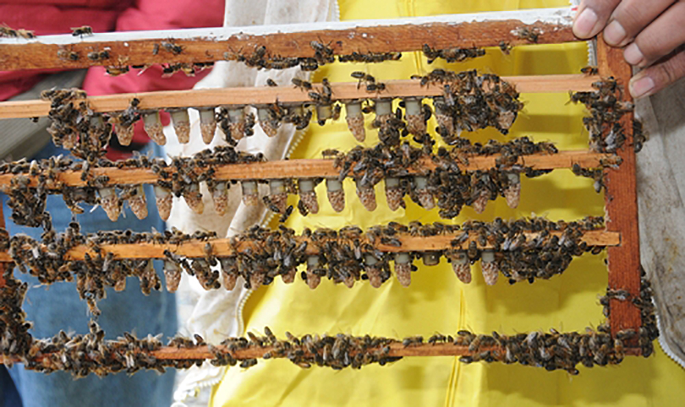 Queen Intro Strachan Apiaries