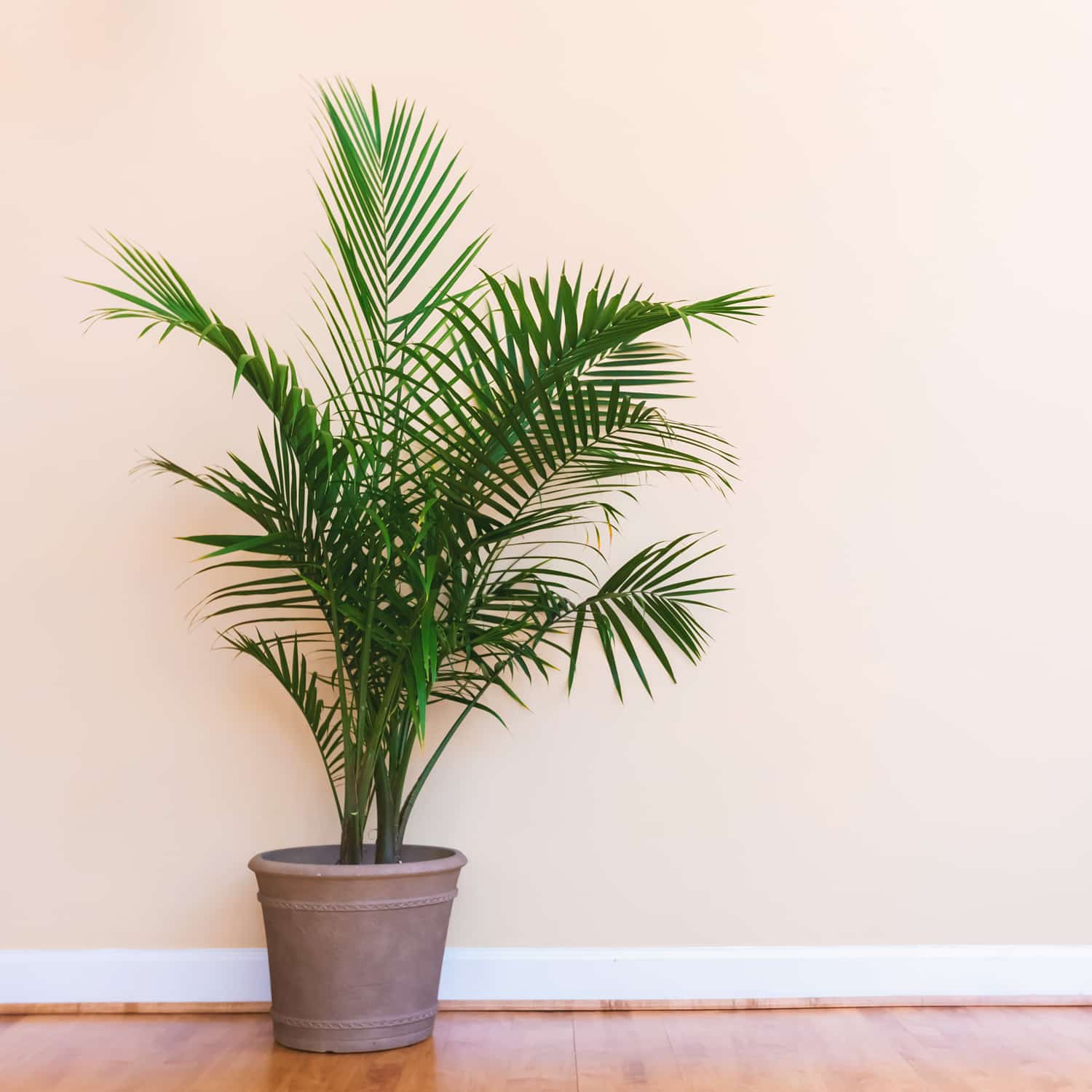 Medium Light Plants Strader's Garden Centers