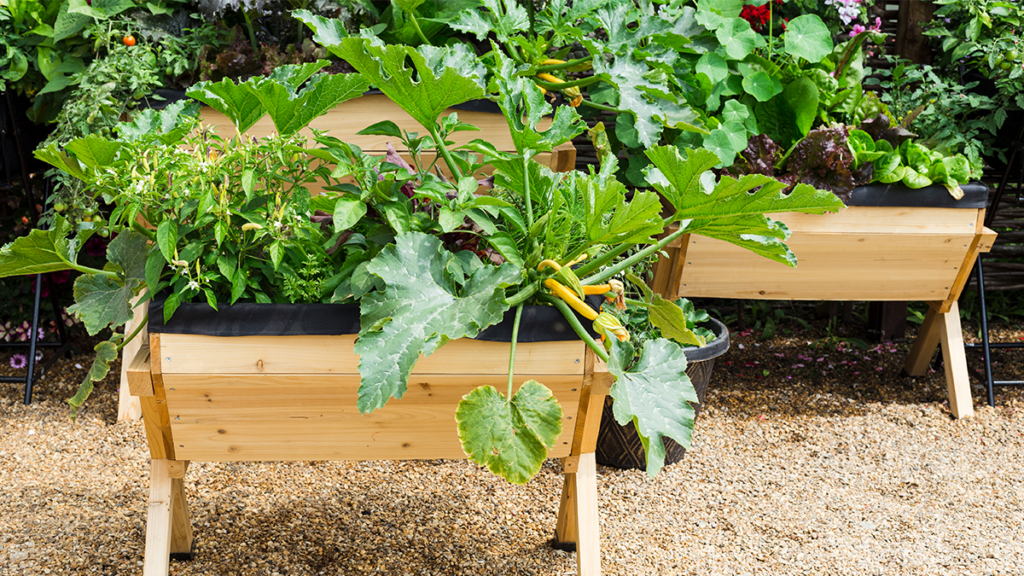 Growing Veggies in Containers Strader's Garden Centers
