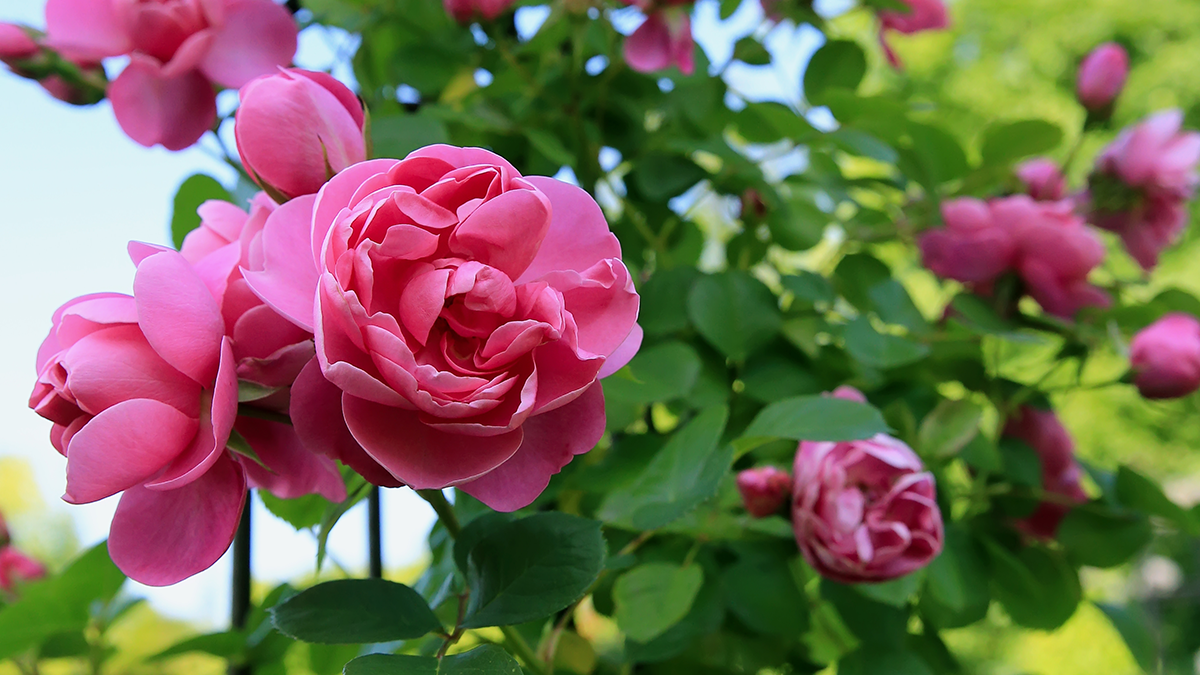 Rose Queen of the Garden Strader's Garden Centers