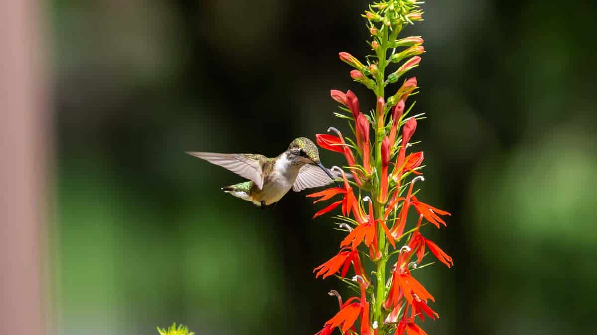 Native Ohio Flowers For Bees Best Flower Site
