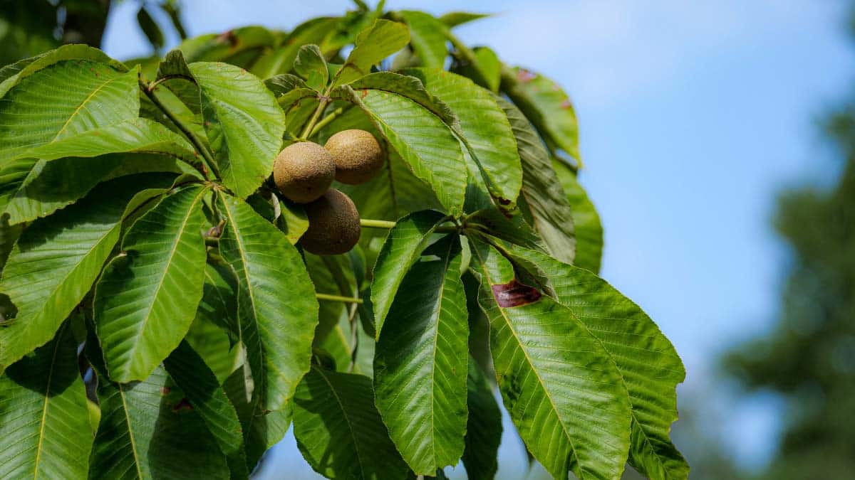 Support Local Pollinators with Ohio Native Plants Strader’s