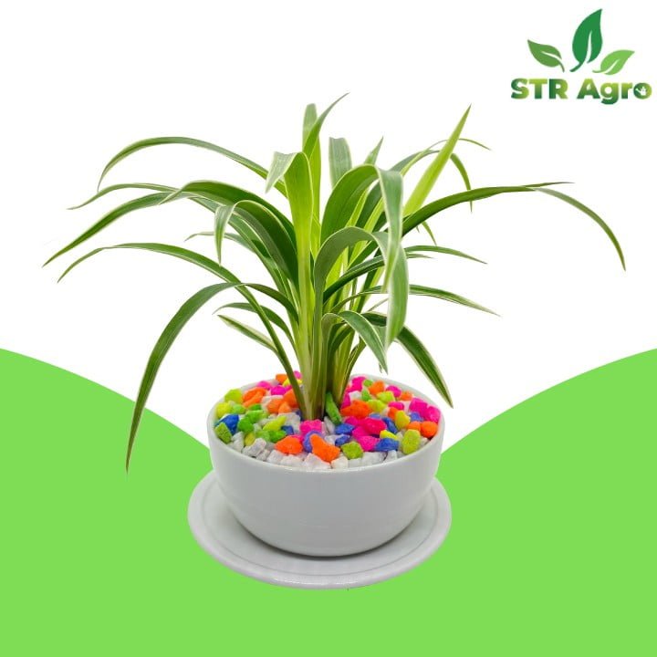 Premium Spider Plant STR Agro