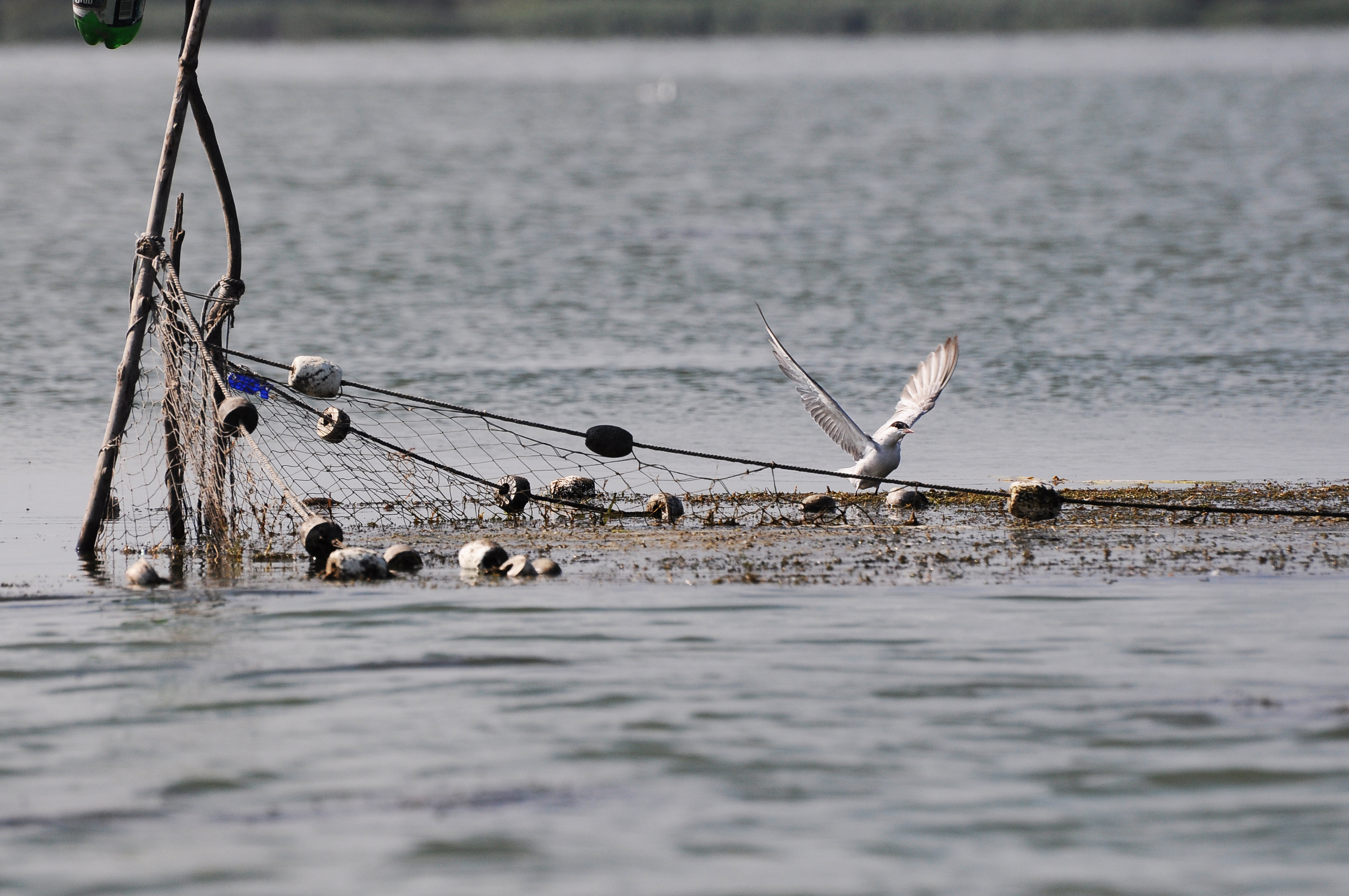 romania Straight 2 Heaven