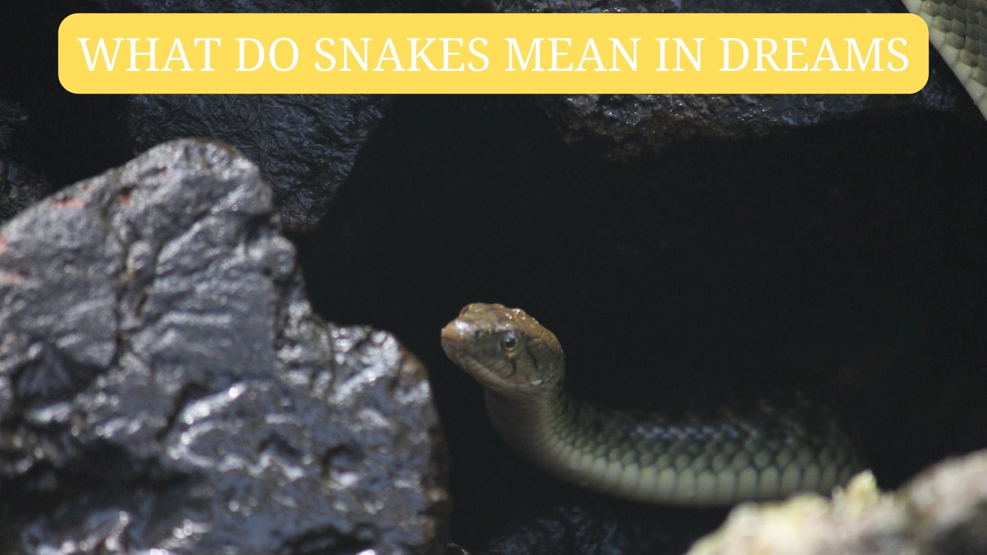 What Do Snakes Mean In Dreams? A Sign Of A Future Occurrence