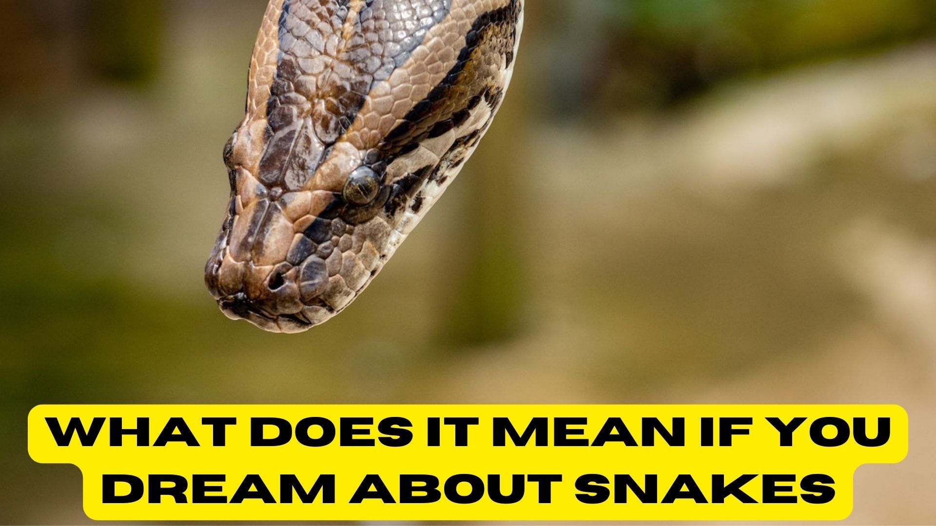 What Does It Mean If You Dream About Snakes? Sign Of Scary Events In Life
