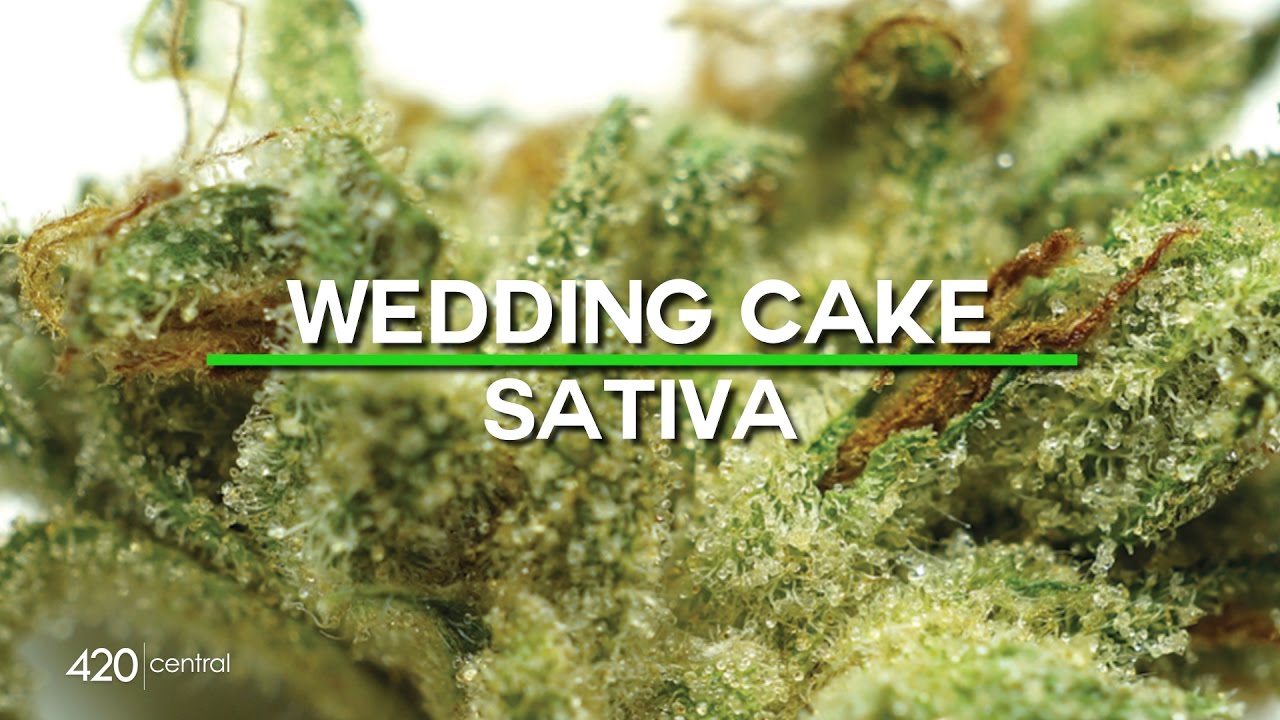 Wedding Cake cannabis strain CannaMaps