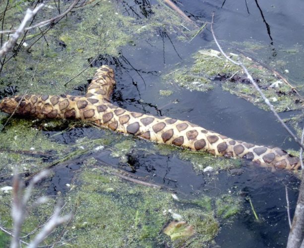 WTF is That? Snake? Fish? Alien? Lily Root?