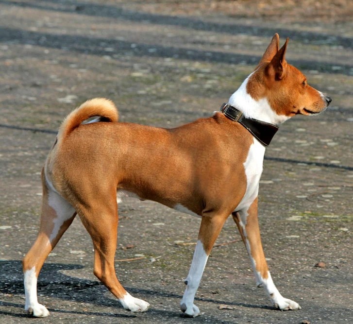 7 Best Basenji bark videos Strange Sounds