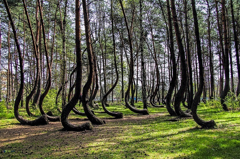 The Crooked Forest in Poland looks alien Strange Sounds