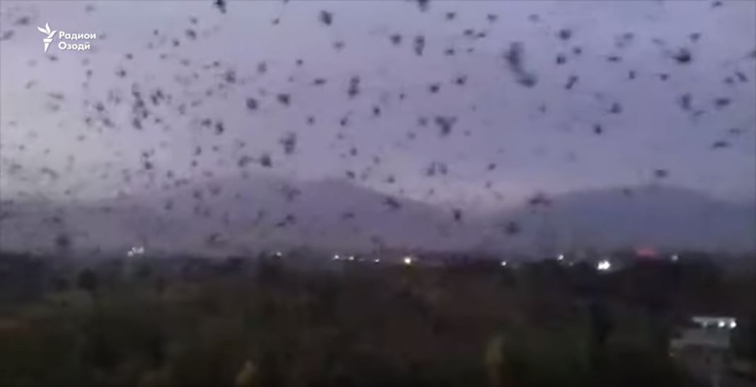 Giant swarm of crows invades city in Tajikistan sparking fear among
