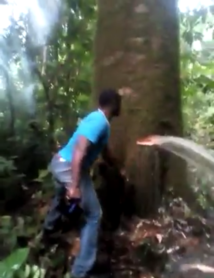 Sign of God? Miraculous water gushes out of a tree in Cameroon, Africa