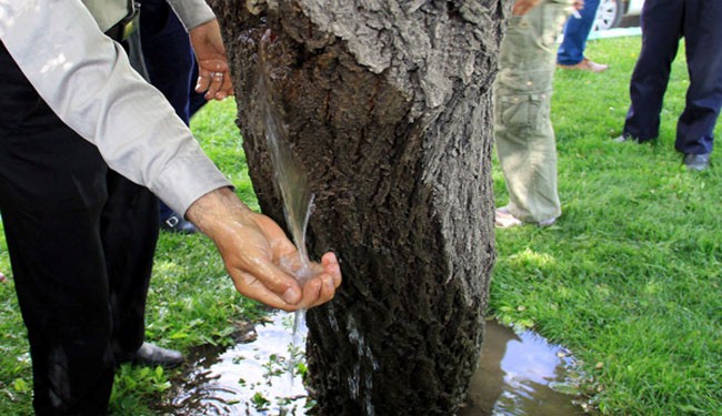 Sign of God? Miraculous water gushes out of a tree in Cameroon, Africa