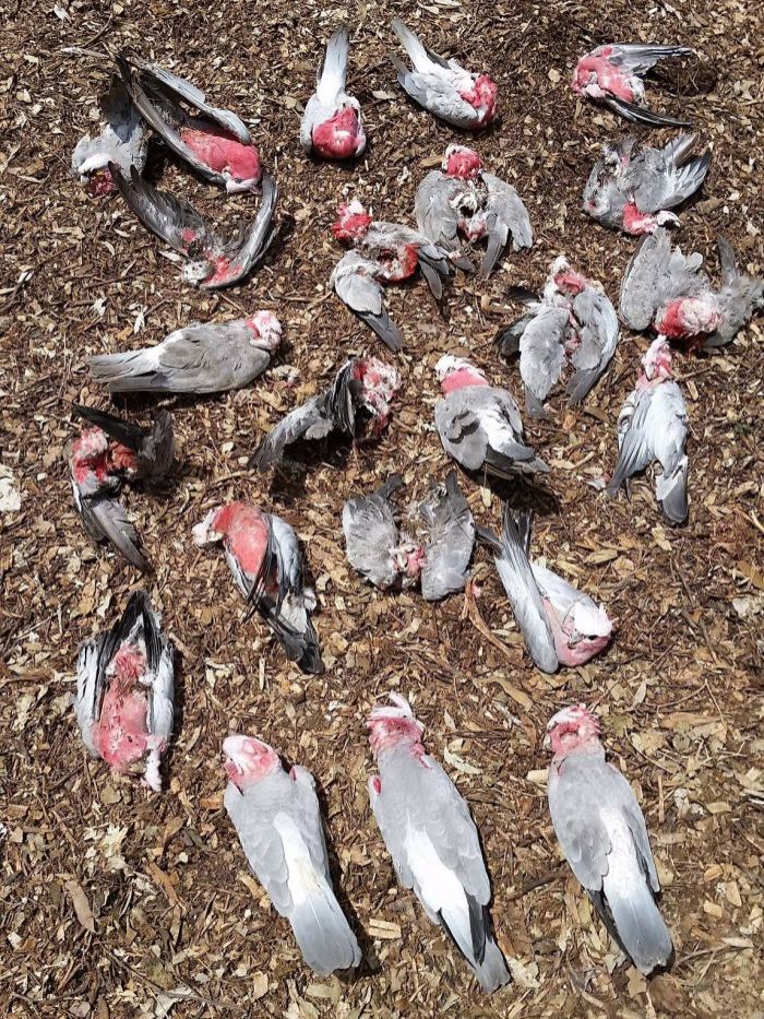 Galahs, magpies and pigeons drop dead mysteriously out of the sky in