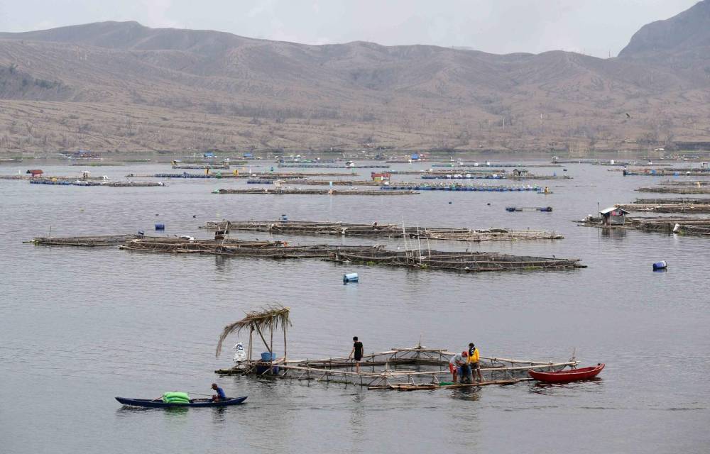 Massive fish kill in Taal Lake after Taal Volcano eruption in the