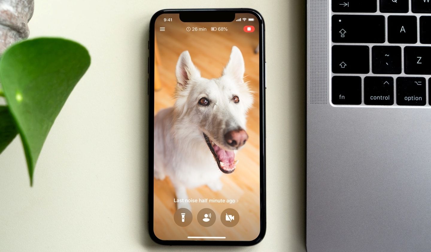 How To Stop Dog From Going Through Screen