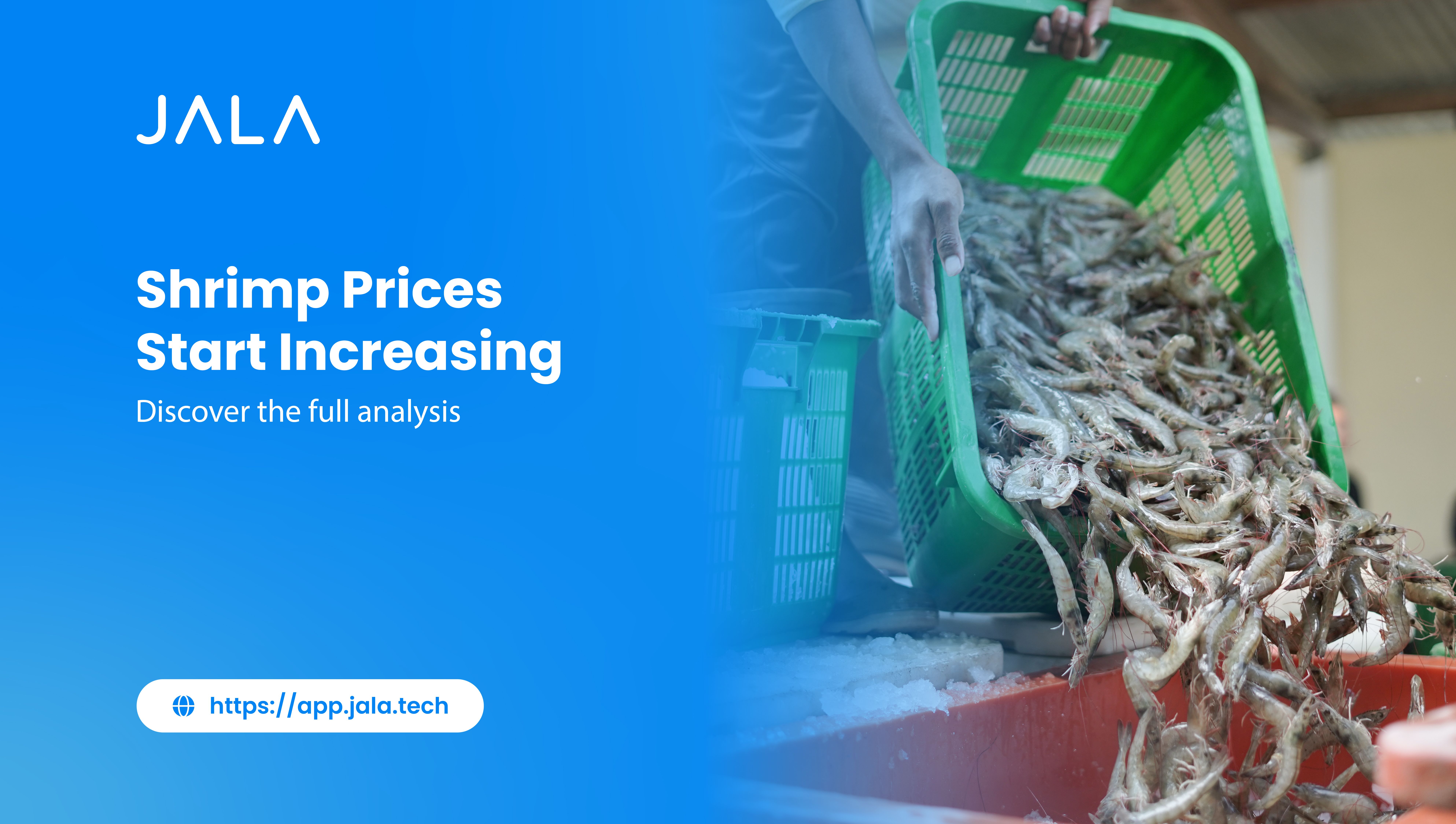 Shrimp Prices Start Increasing, Discover the Full Analysis JALA Blog