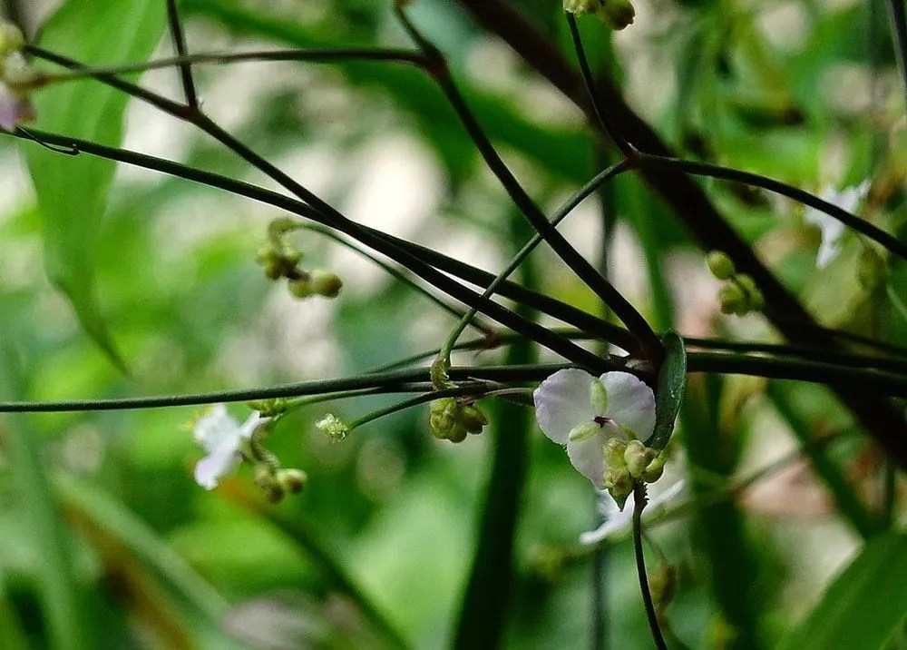 Tahitian Bridal Veil Plant Care & Growing Basics Water, Light, Soil