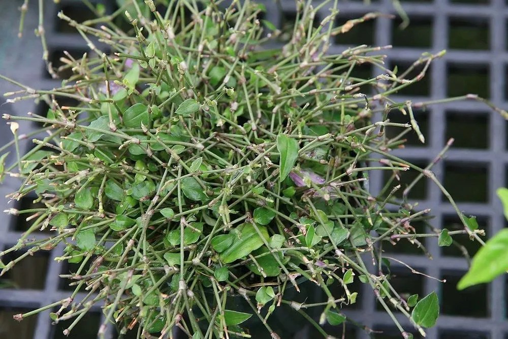 Tahitian Bridal Veil Plant Care & Growing Basics Water, Light, Soil