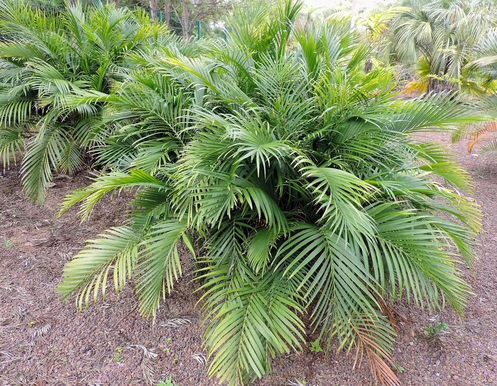 Cat palm Plant Care & Growing Basics Water, Light, Soil, Propagation