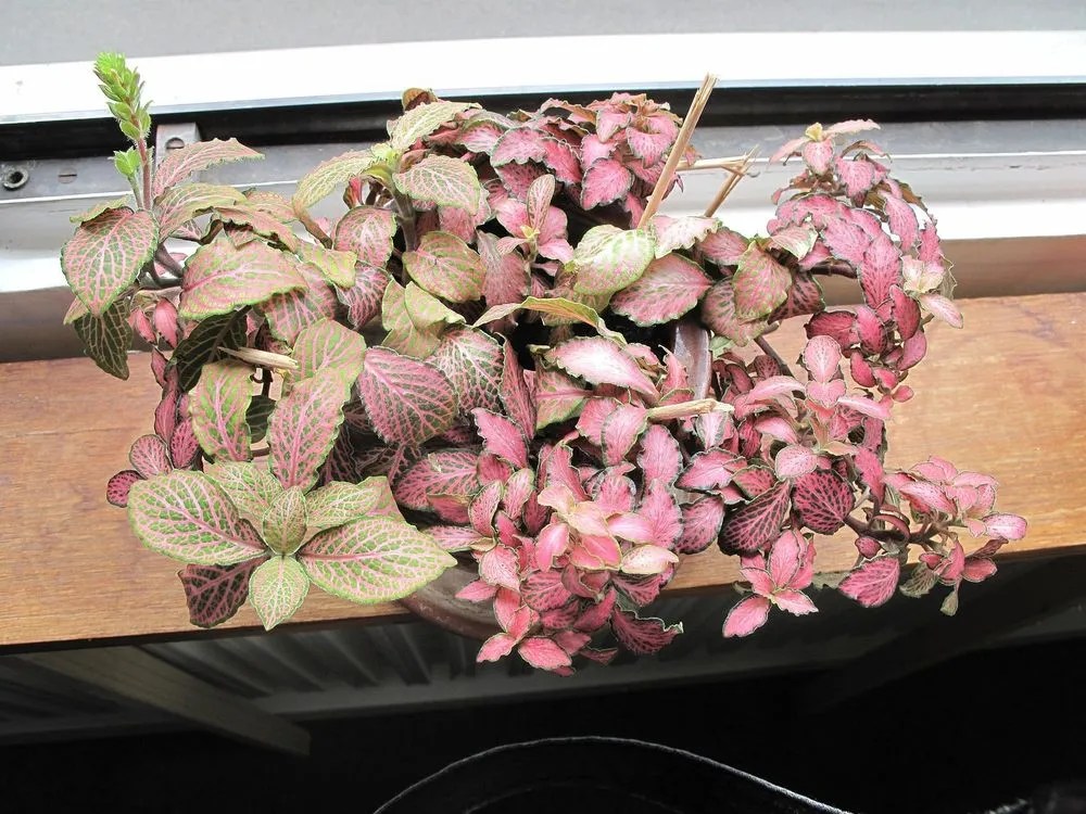 Nerve plant (Pink Angel) Plant Care & Growing Basics Water, Light, Soil, Propagation etc. PlantIn