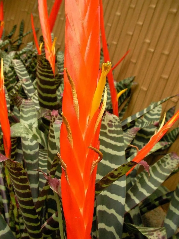 Flaming Sword Plant Care & Growing Basics Water, Light, Soil