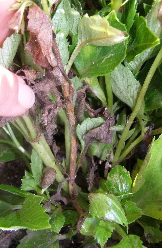 Gray Mold on Plants (Botrytis Blight) > Identify & Prevention Tips