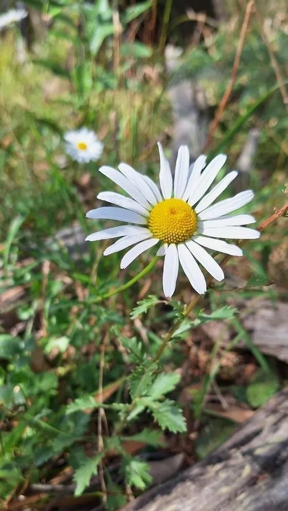 Oxeye Daisy Plant Care & Growing Basics Water, Light, Soil
