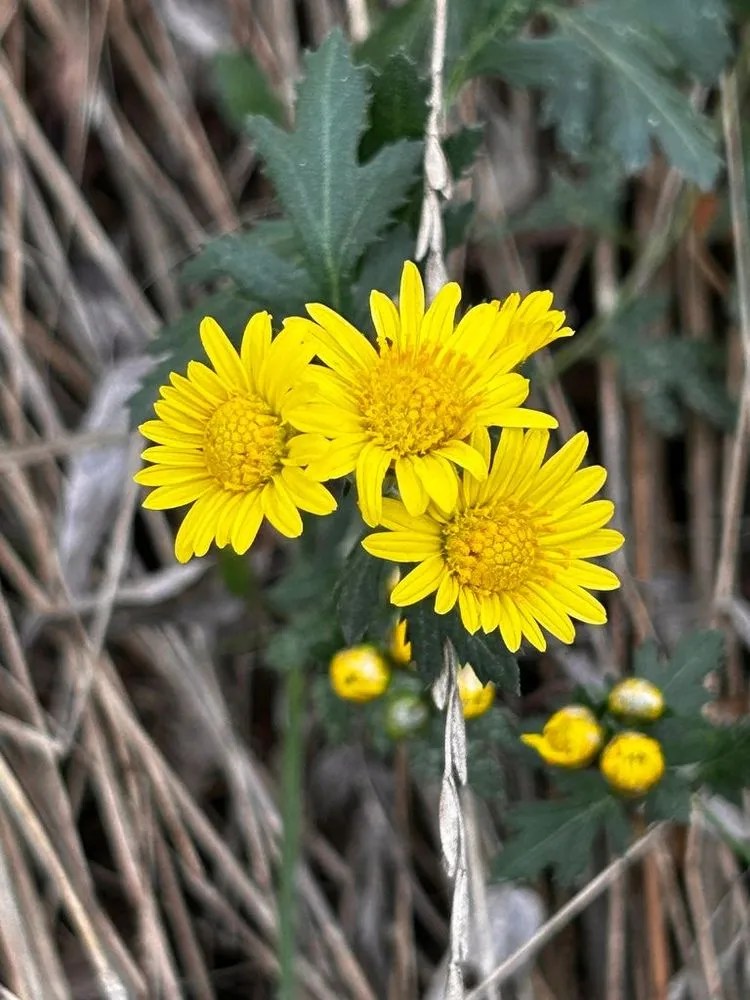Indian chrysanthemum Plant Care & Growing Basics Water, Light, Soil